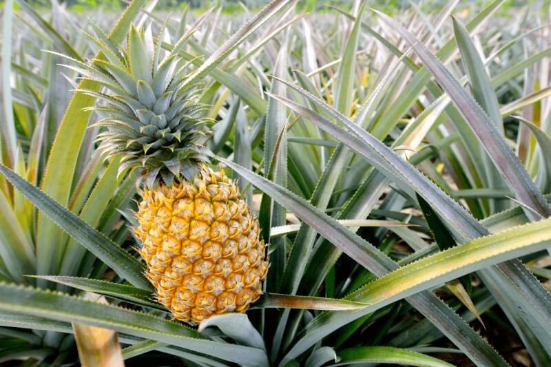Vegan Leather Materials-Pineapple Leather