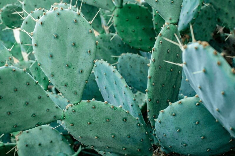 Vegan Leather Materials-cactus leather