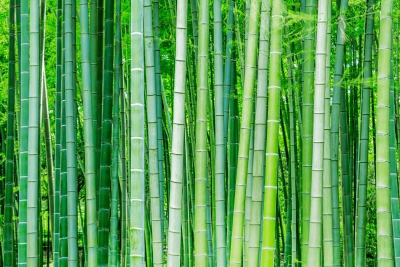 about Biobased fabric-Bamboo Fiber