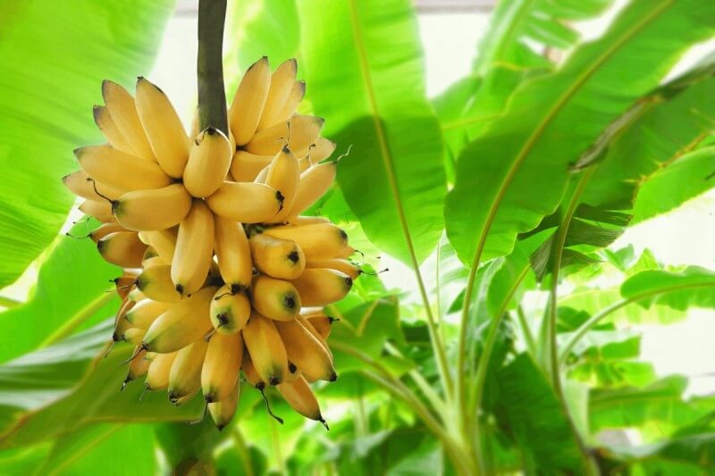 about Biobased fabric-Banana Fiber