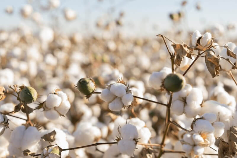 about Biobased fabric-organic cotton