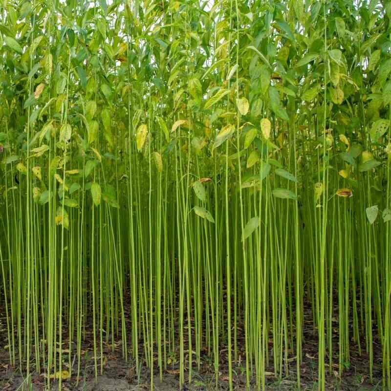 Jute The Golden Fiber